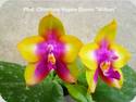 Phal. Chienlung Happy Queen